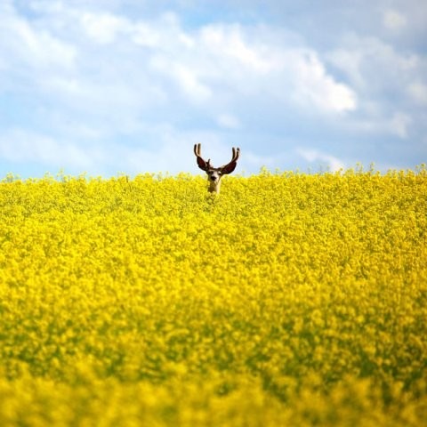 745